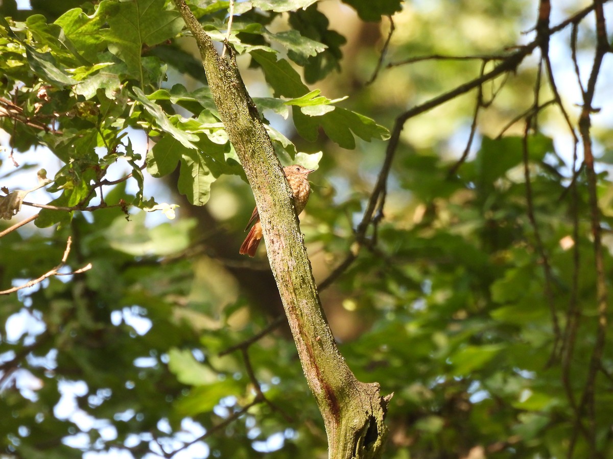 Common Redstart - Chandrika Khirani