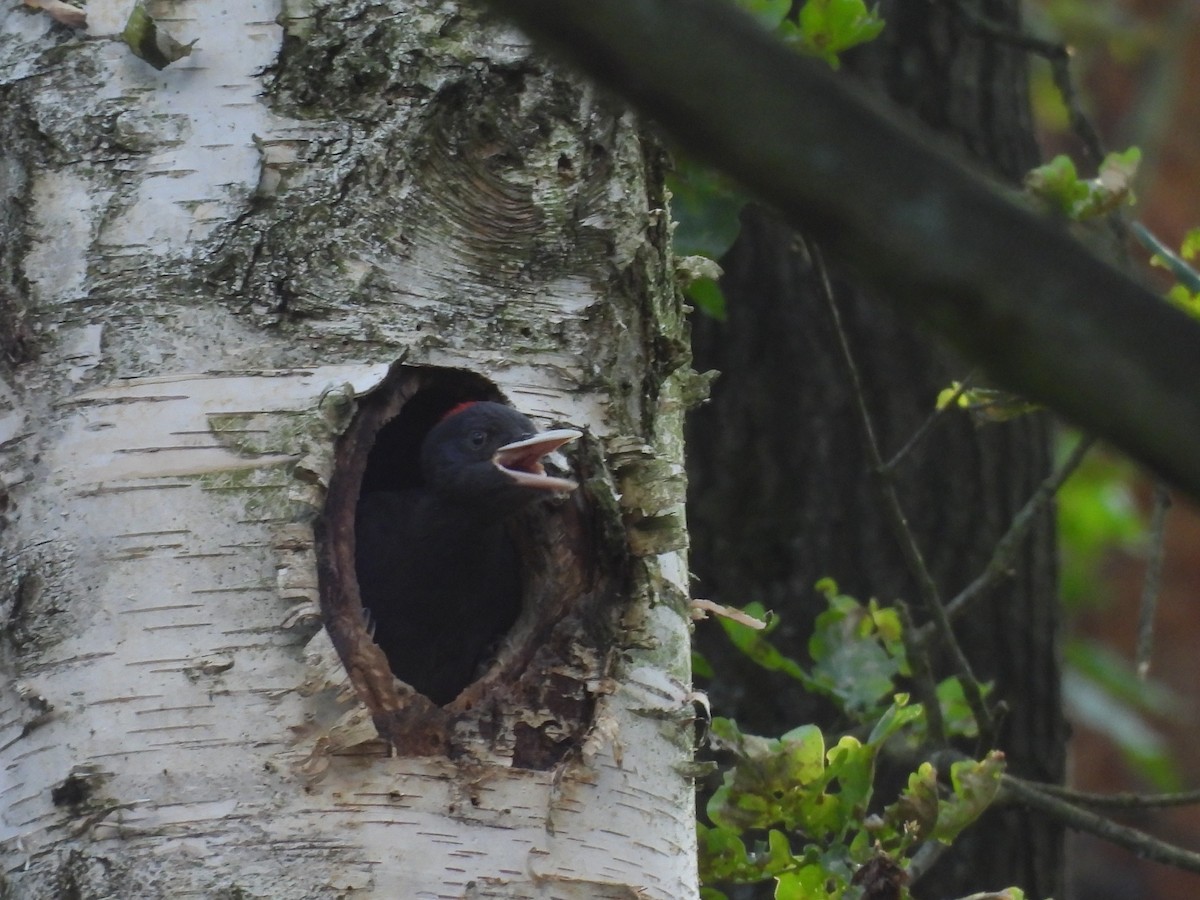 Black Woodpecker - ML620978775