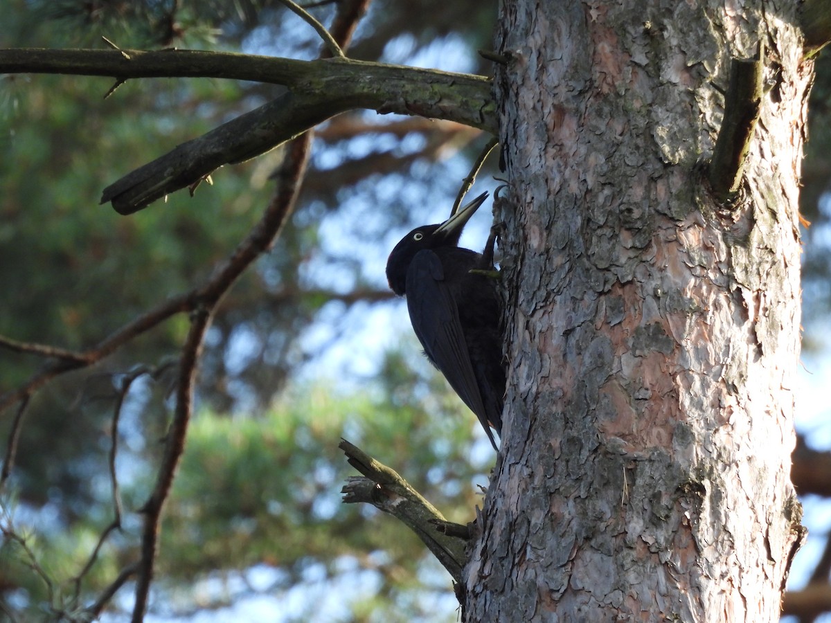 Black Woodpecker - ML620978781