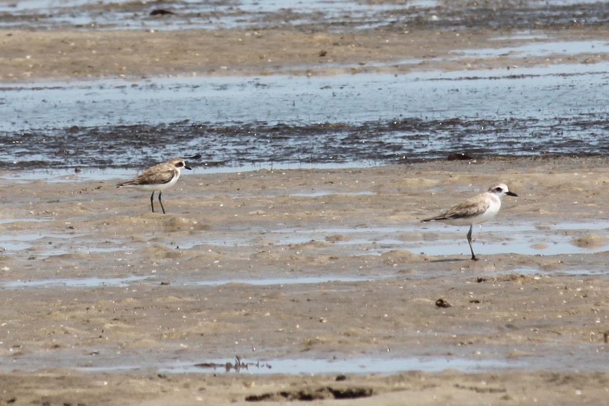 Greater Sand-Plover - Cameron Blair