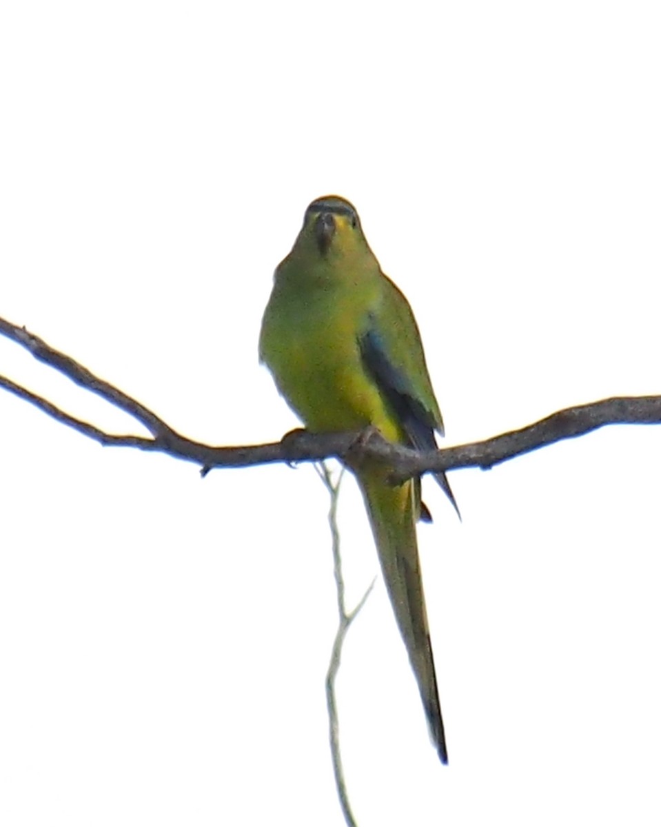 Elegant Parrot - ML620978789