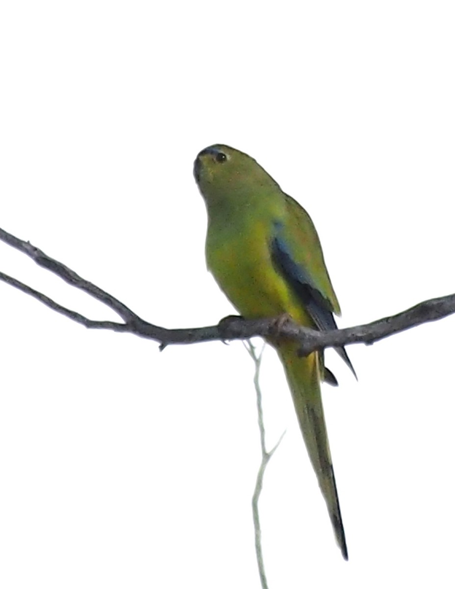 Elegant Parrot - ML620978790