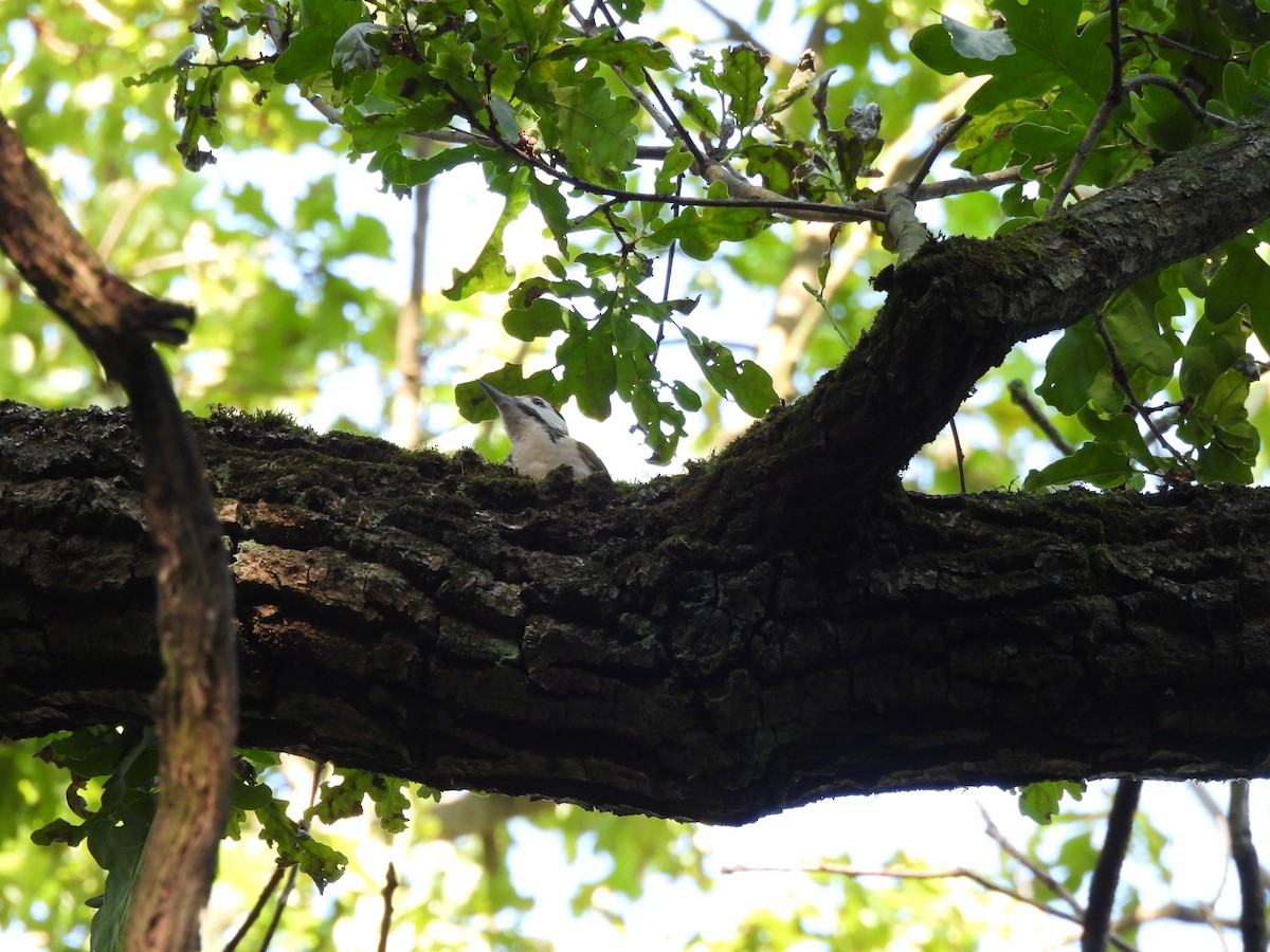 Great Spotted Woodpecker - ML620978792