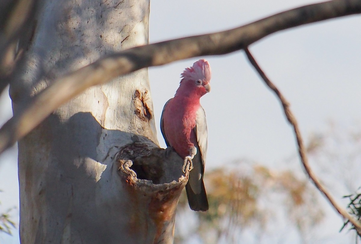 Cacatúa Galah - ML620978793