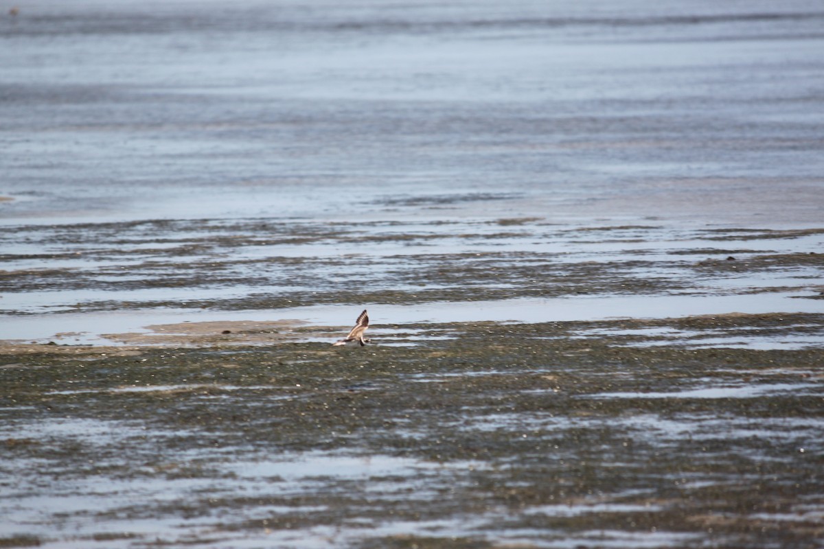 Common Ringed Plover - ML620978796