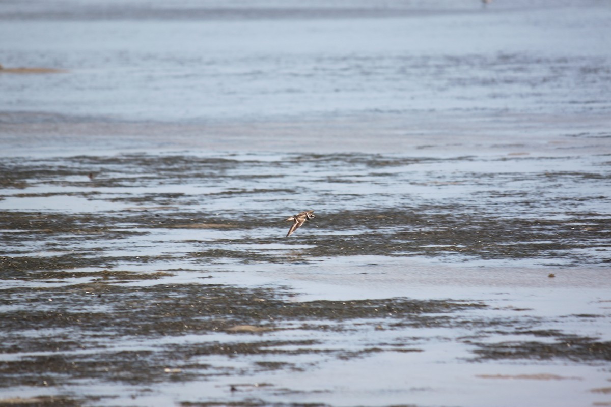 Common Ringed Plover - ML620978797