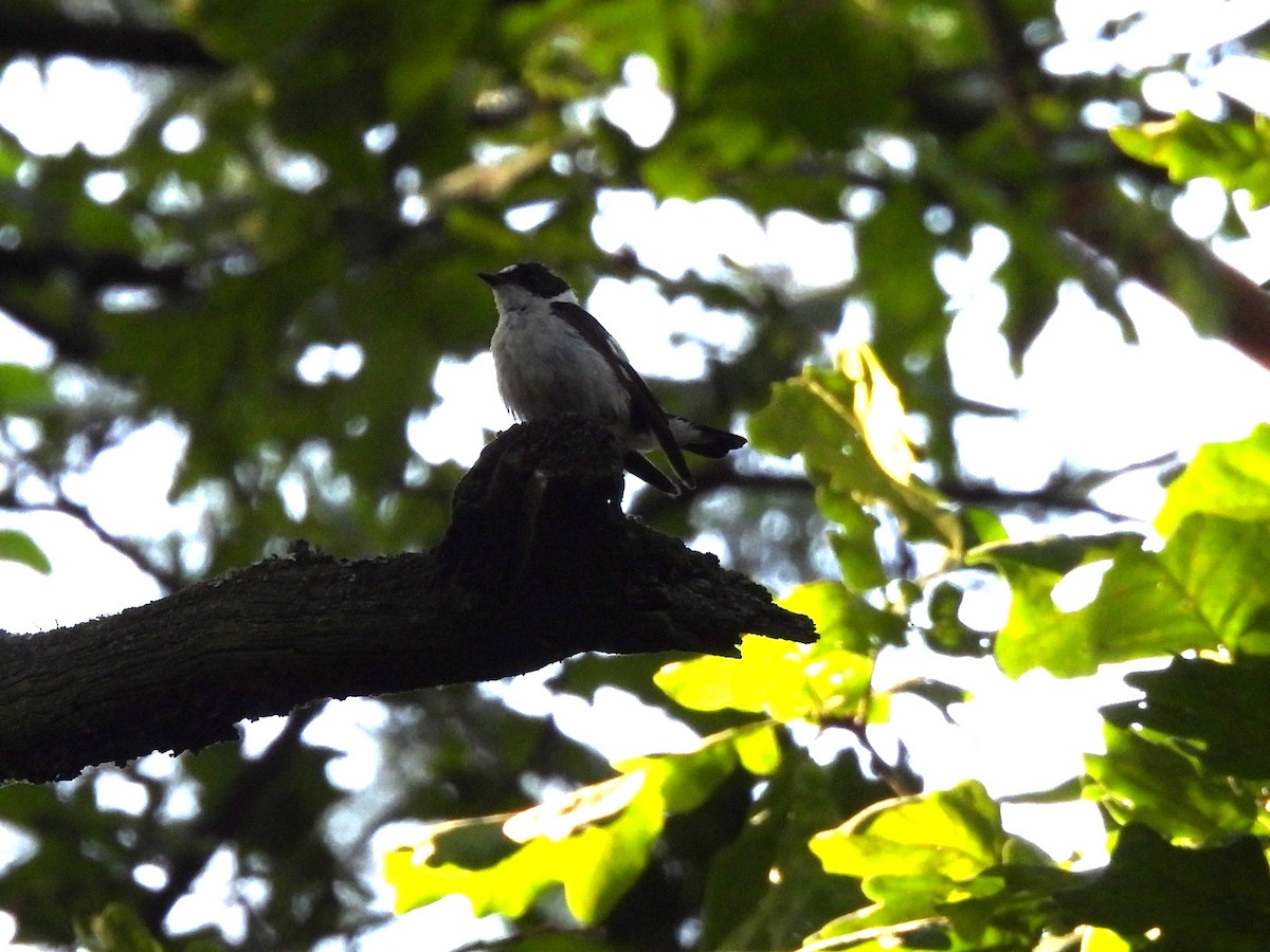 Collared Flycatcher - ML620978810