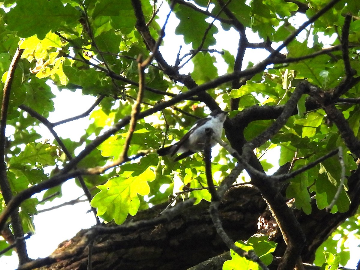 Collared Flycatcher - ML620978811