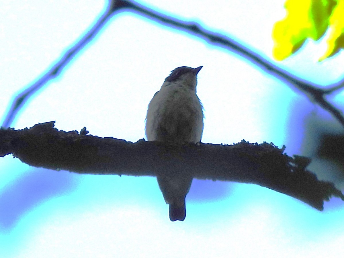 Collared Flycatcher - ML620978812