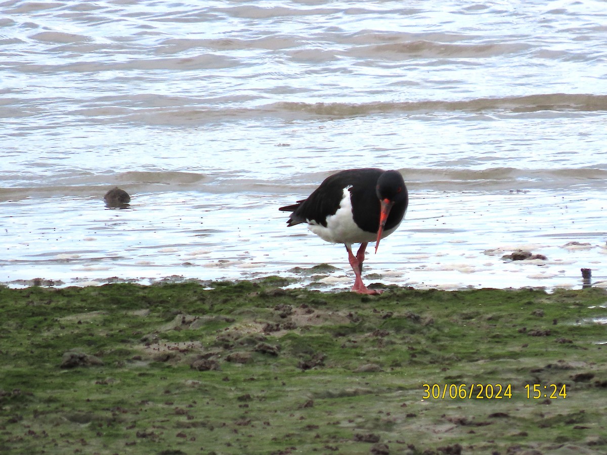 Pied Oystercatcher - ML620978817