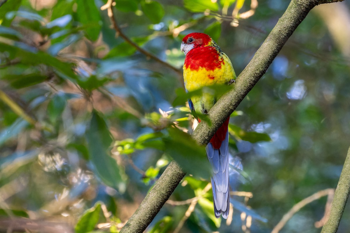 Eastern Rosella - ML620978819