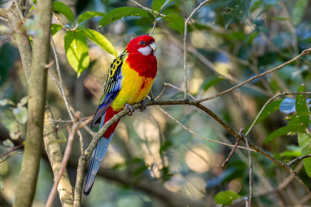 Eastern Rosella - ML620978820