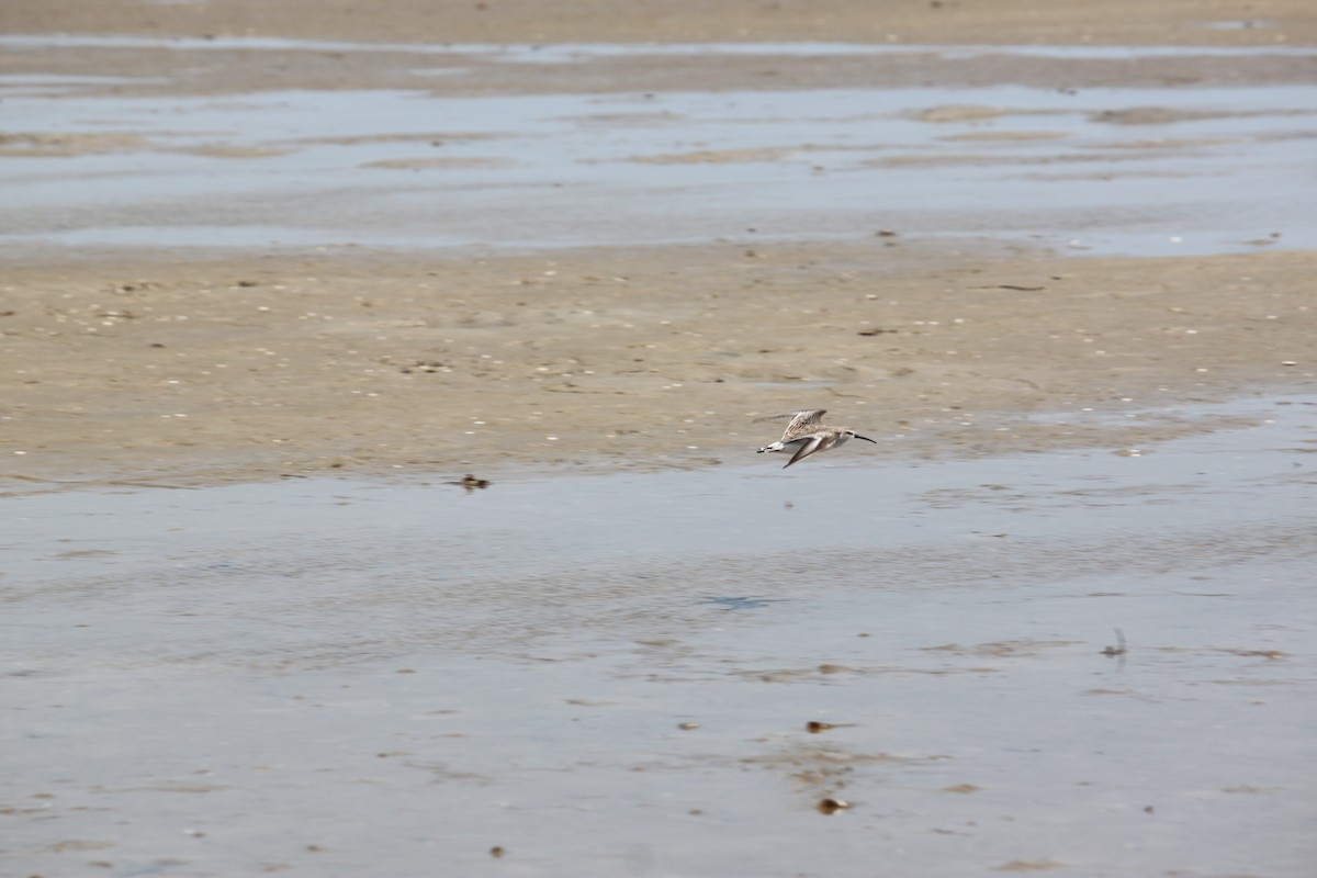 Curlew Sandpiper - ML620978825