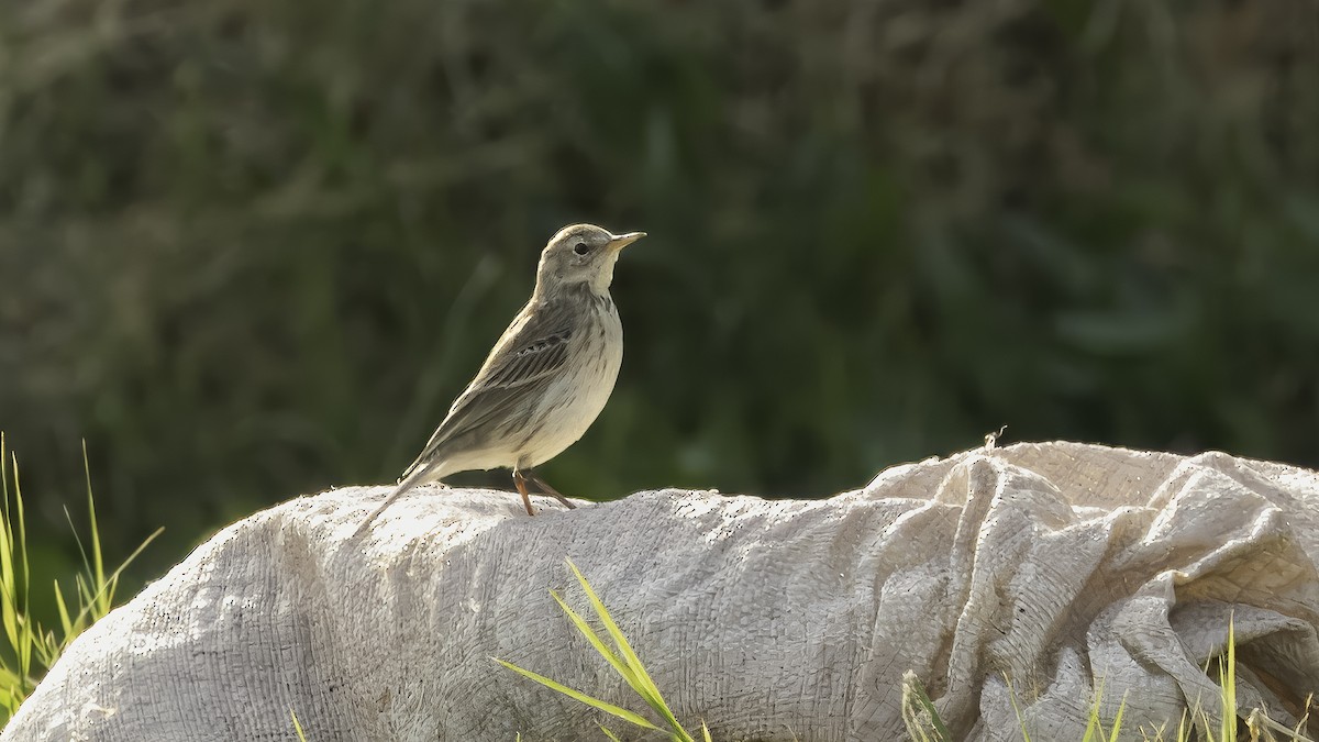 Water Pipit (Caucasian) - ML620978826