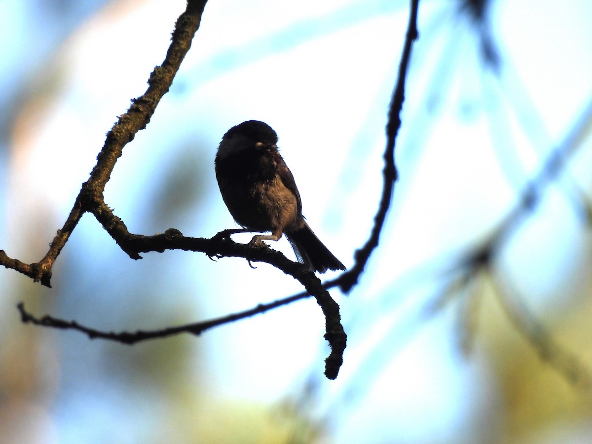 Coal Tit - ML620978833