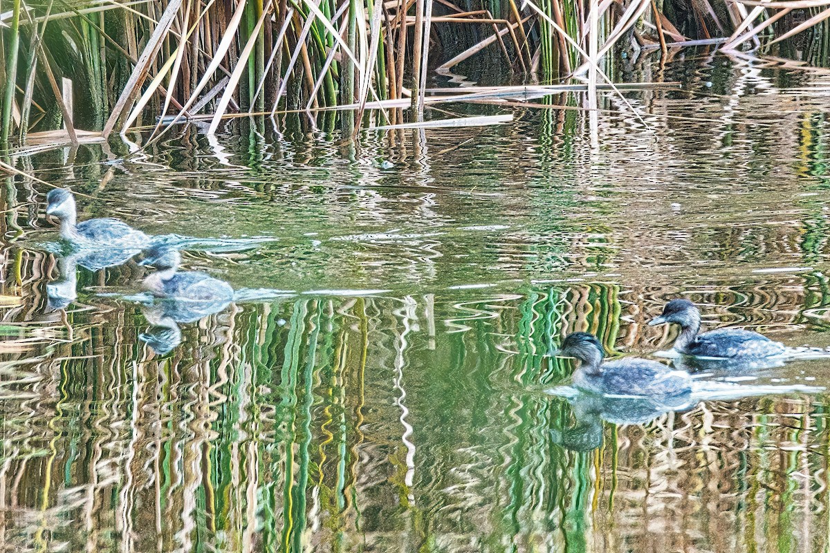 Hoary-headed Grebe - ML620978837