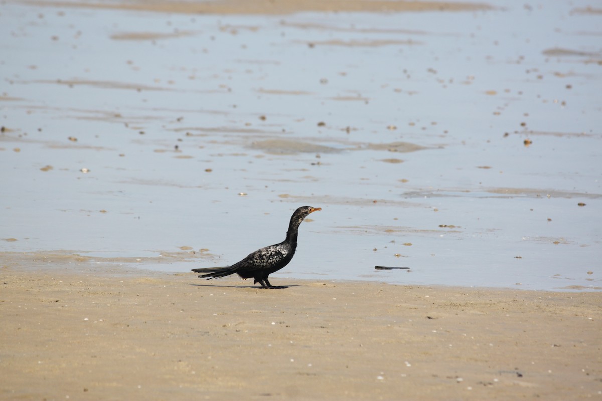 Long-tailed Cormorant - ML620978841