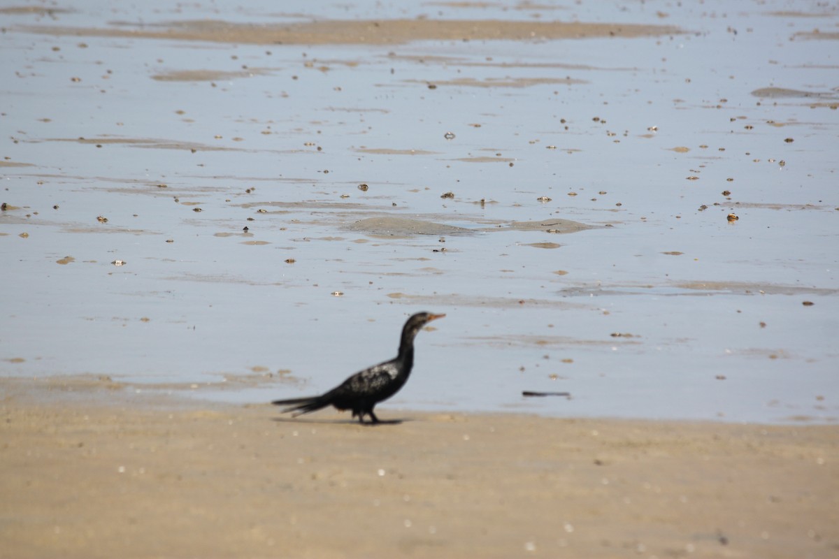 Long-tailed Cormorant - ML620978847