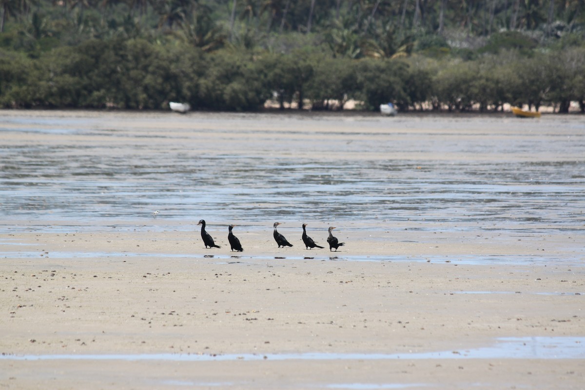 Long-tailed Cormorant - ML620978849