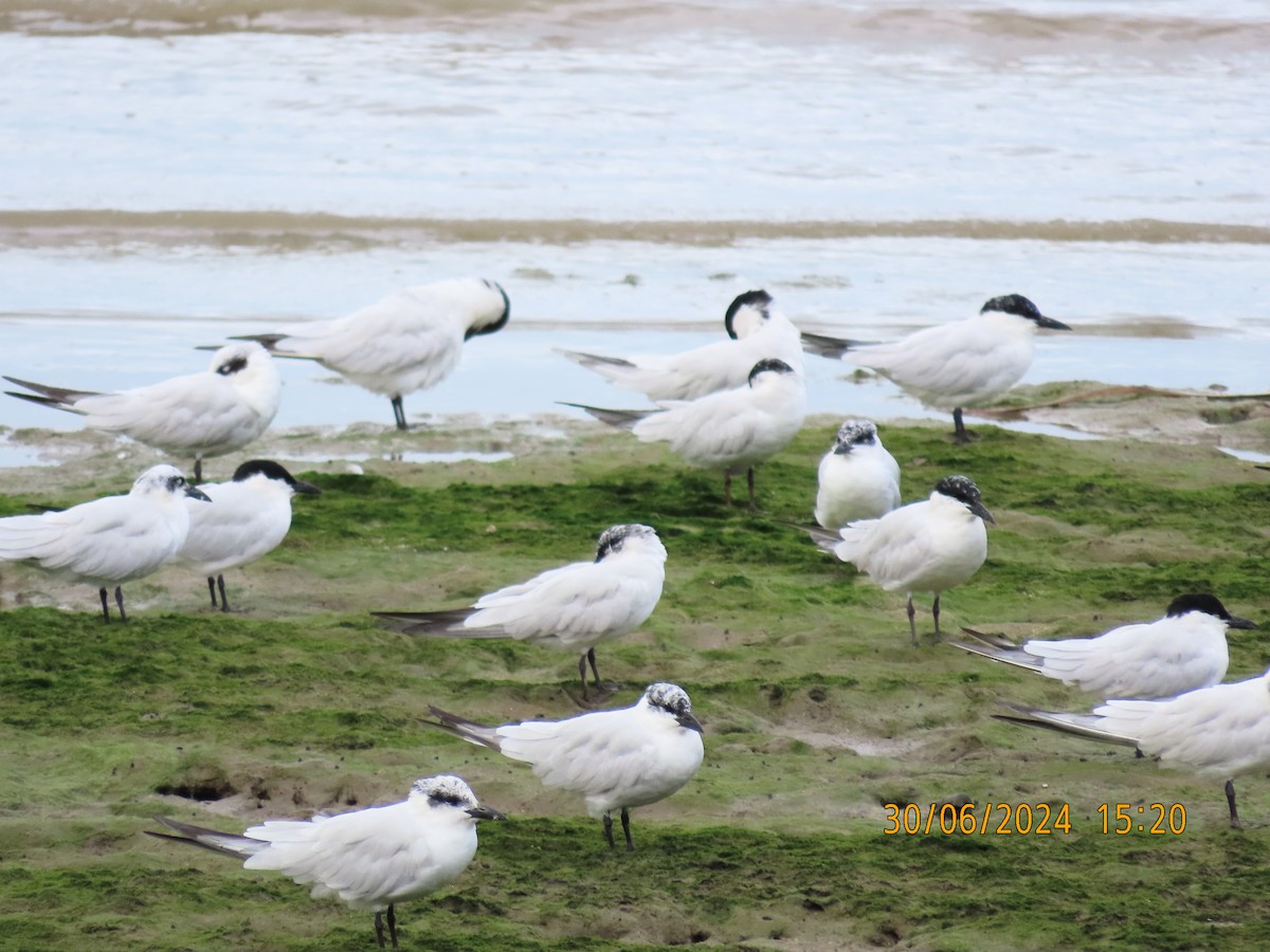 Australian Tern - ML620978853