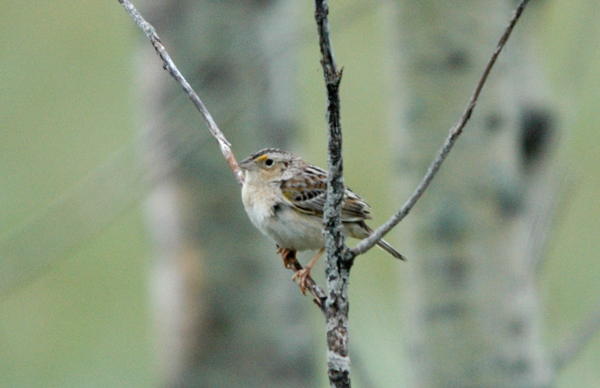 Grasshopper Sparrow - ML620978855