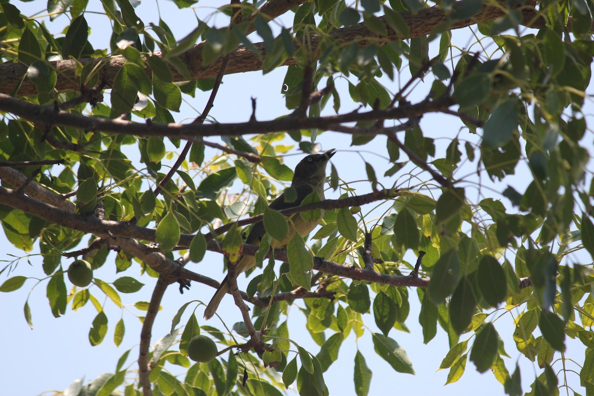 Sombre Greenbul - ML620978869