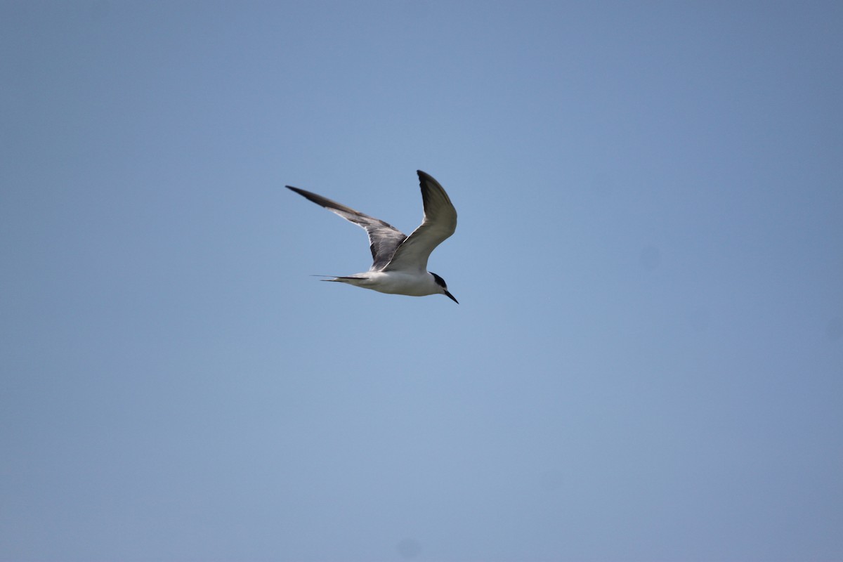 Common Tern - ML620978880