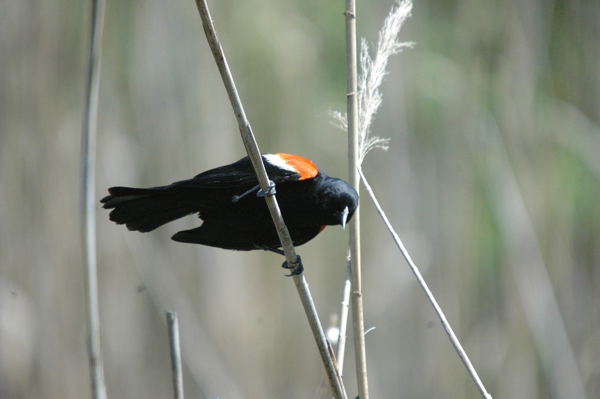 Red-winged Blackbird - ML620978900
