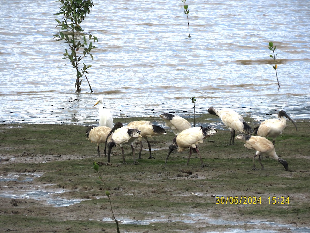 Australian Ibis - ML620978902