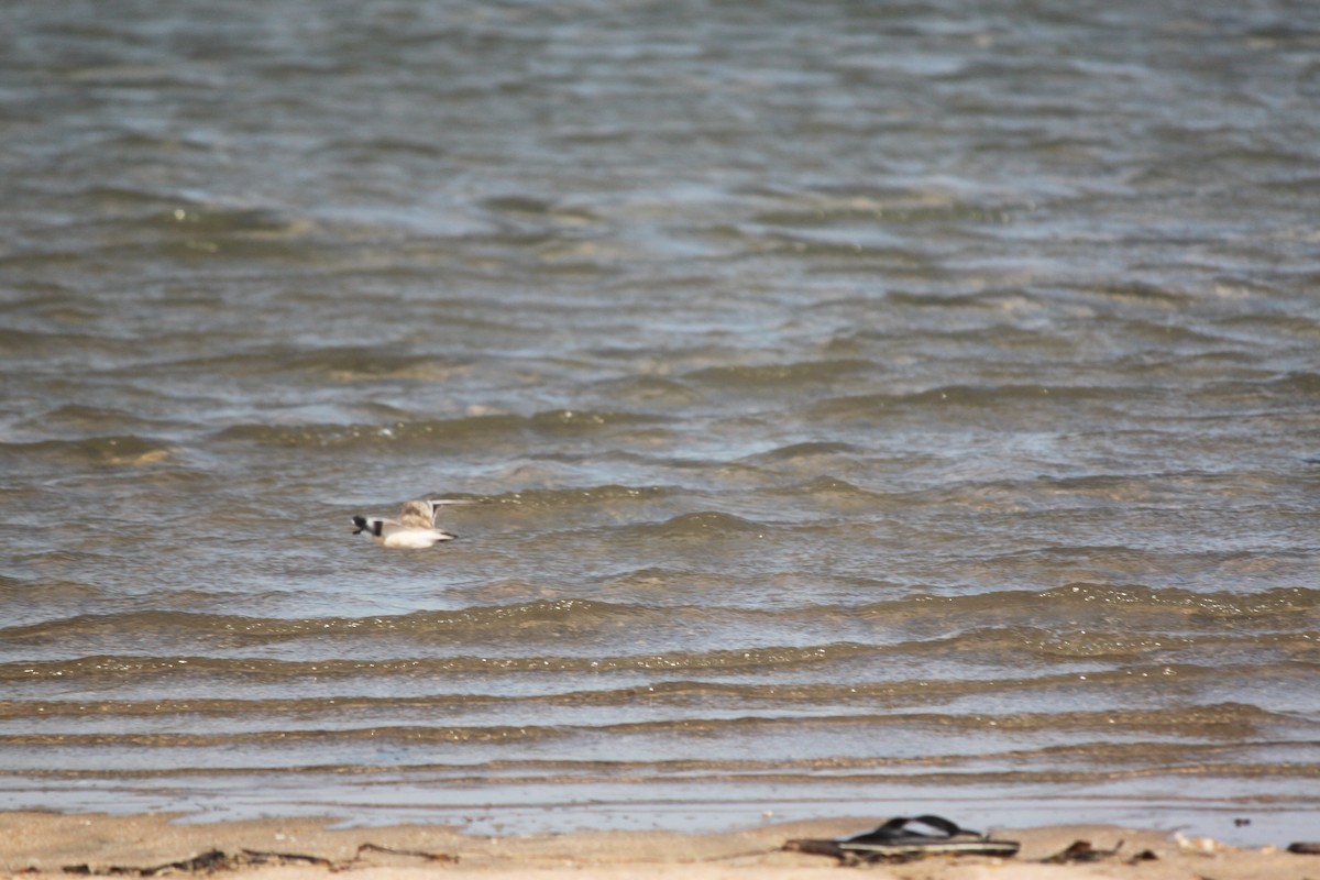 White-fronted Plover - ML620978903