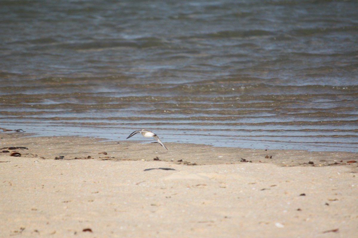 White-fronted Plover - ML620978905