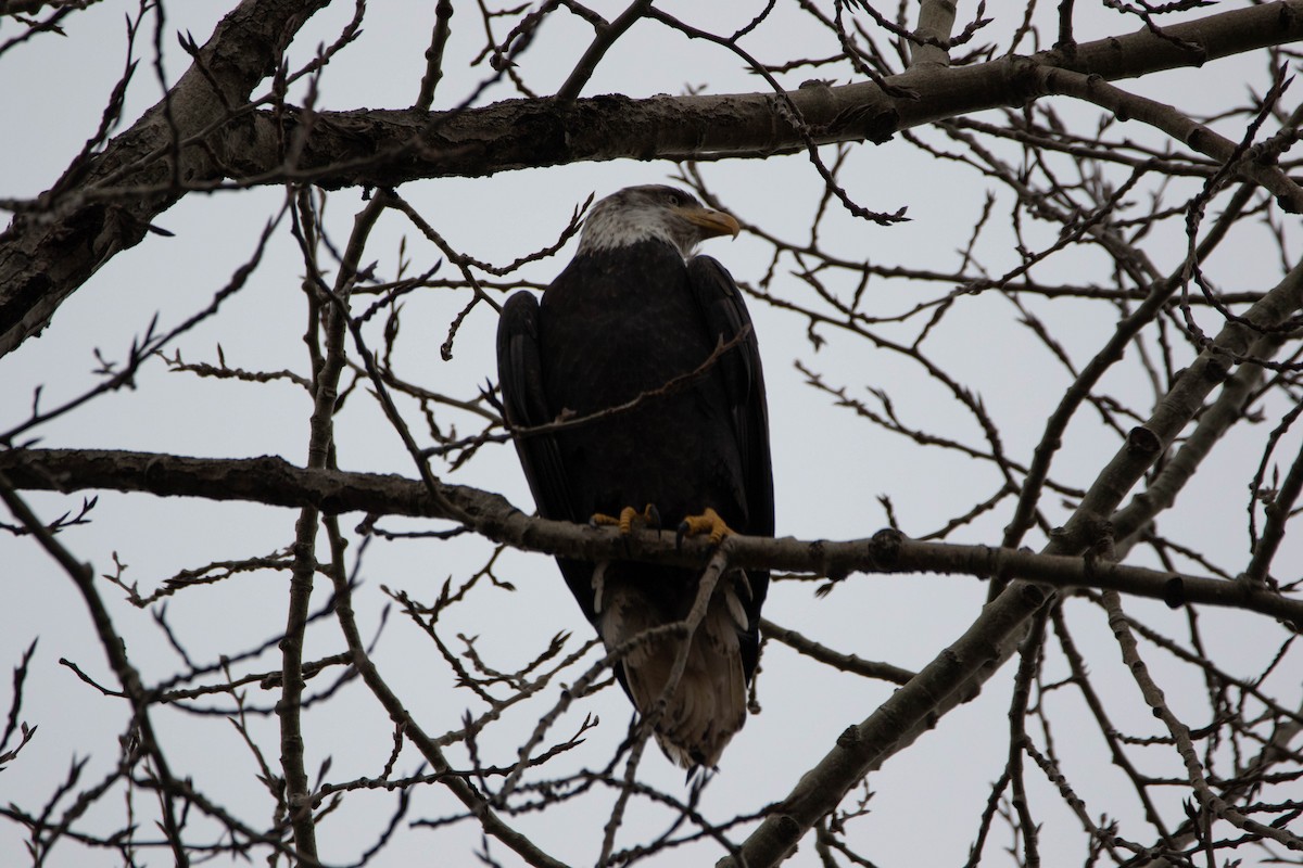 Bald Eagle - ML620978913