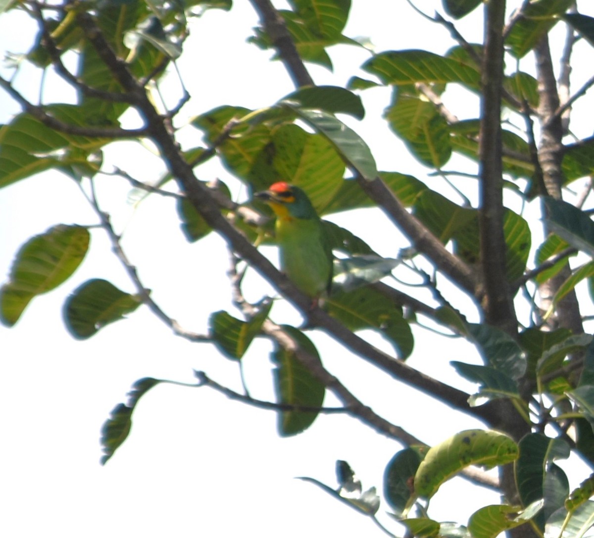 Ceylonbartvogel - ML620978919