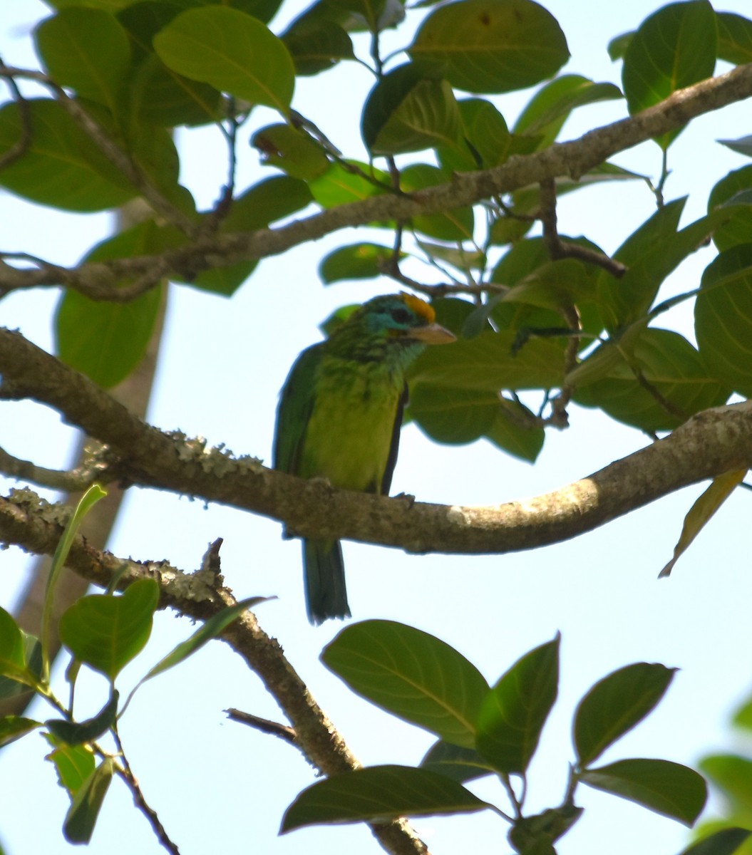 Yellow-fronted Barbet - ML620978922