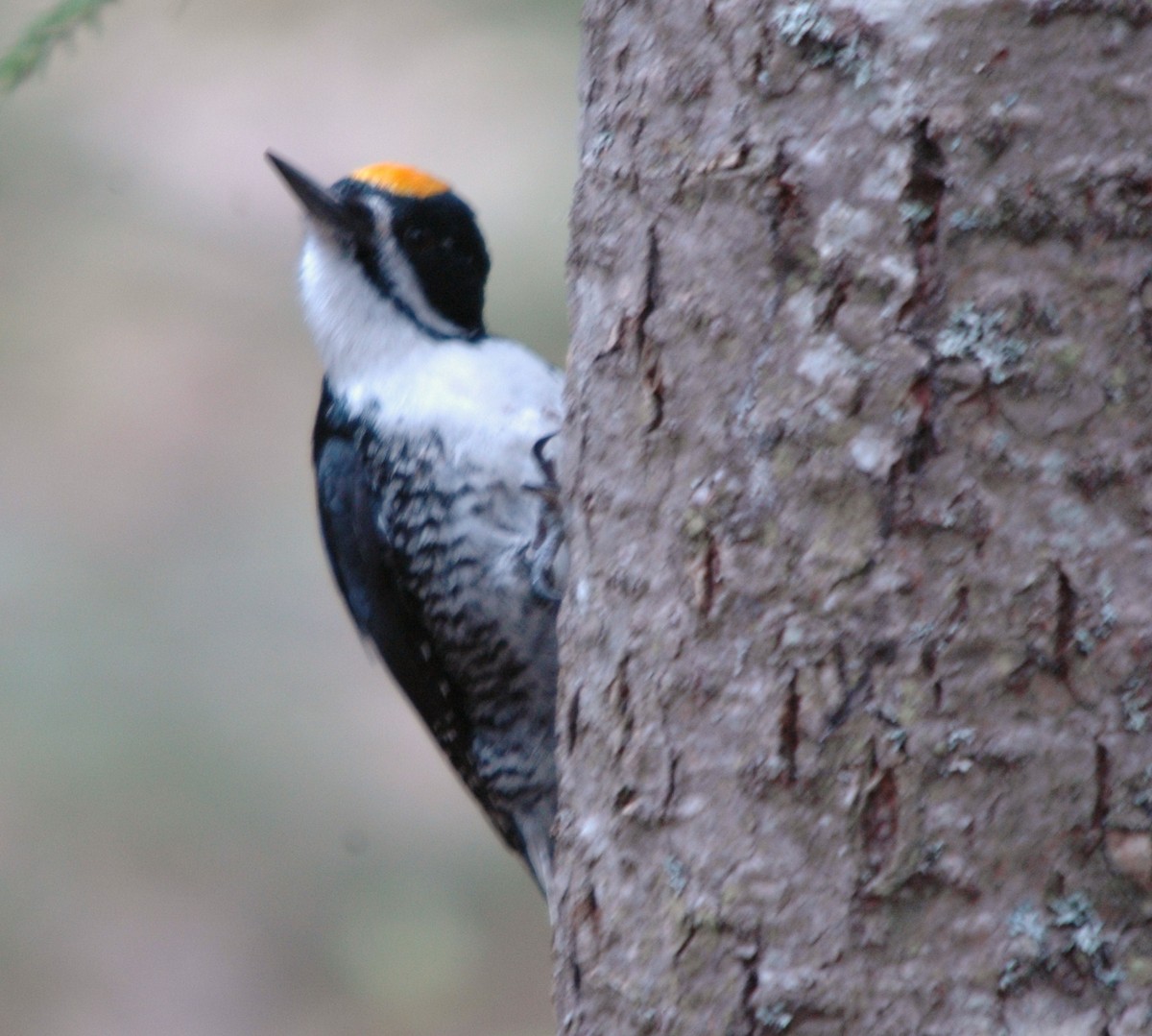 Black-backed Woodpecker - ML620978930