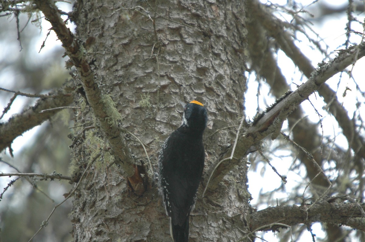 Black-backed Woodpecker - ML620978932
