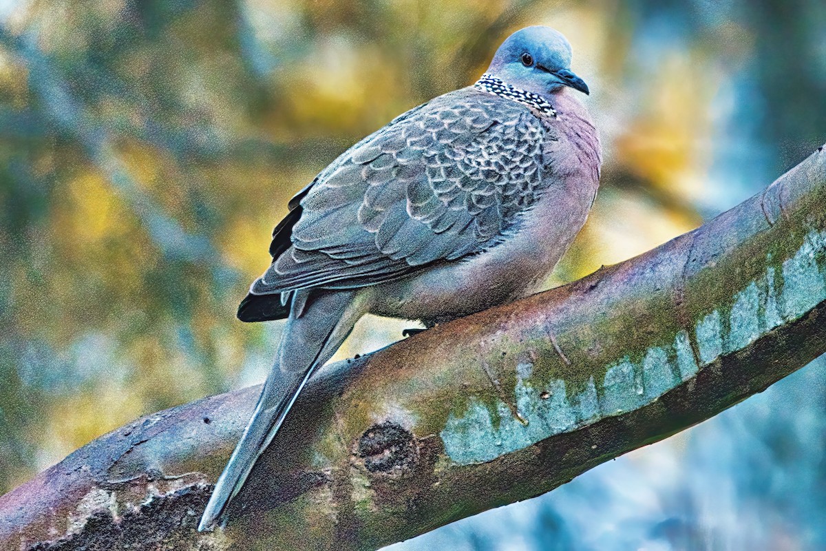Spotted Dove (Eastern) - ML620978941