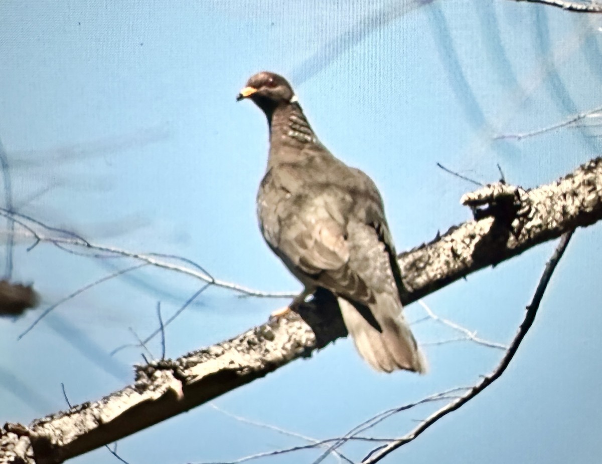 Band-tailed Pigeon - ML620978952
