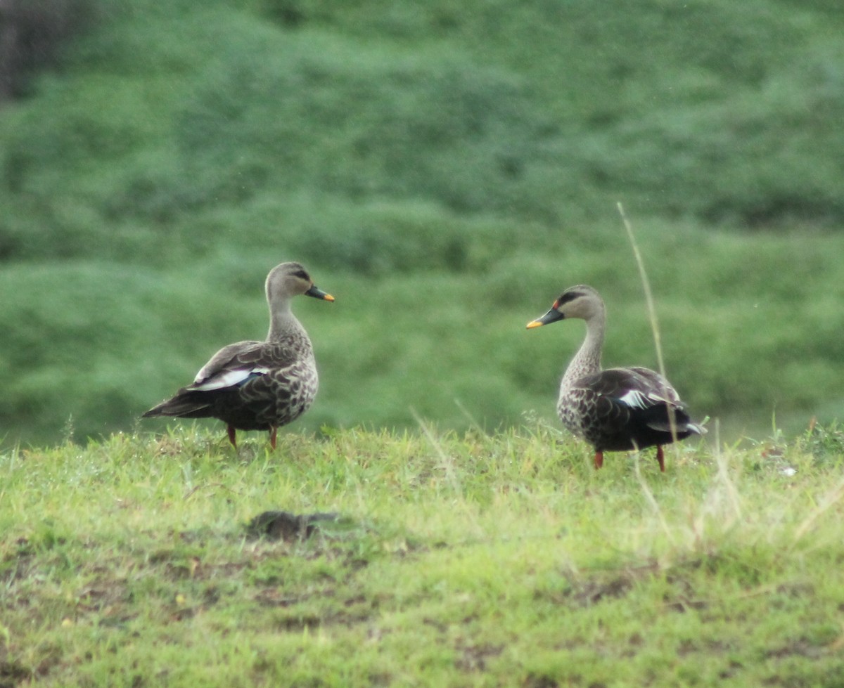 Indian Spot-billed Duck - ML620978959