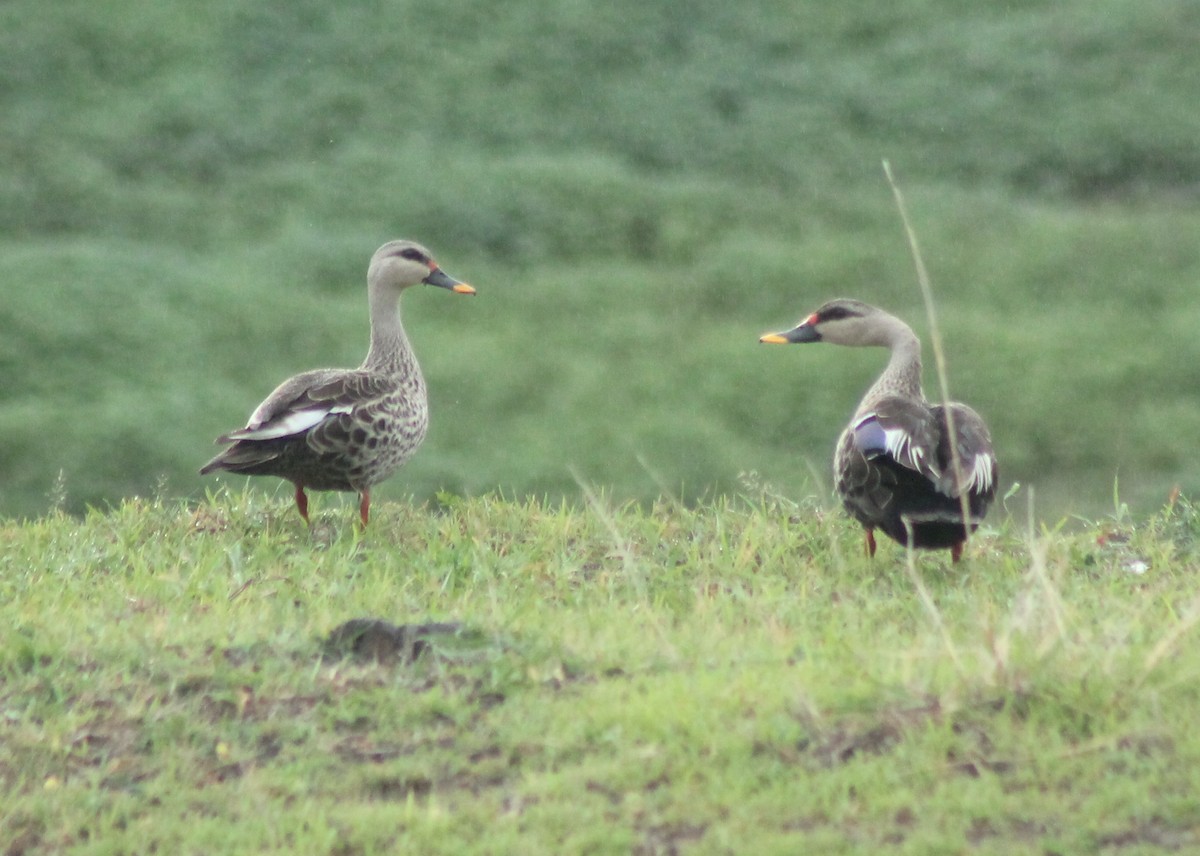 Indian Spot-billed Duck - ML620978965