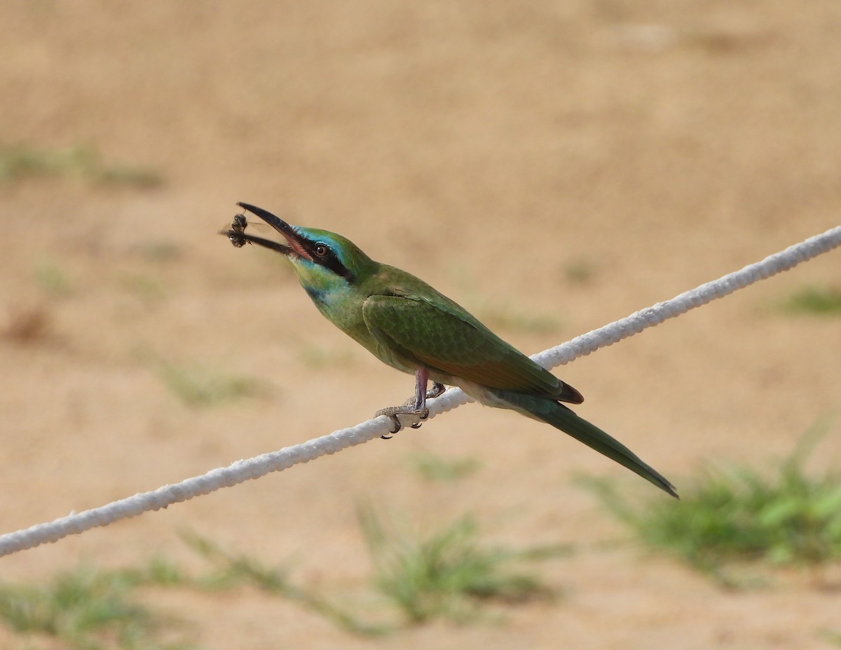 Arabian Green Bee-eater - ML620978973
