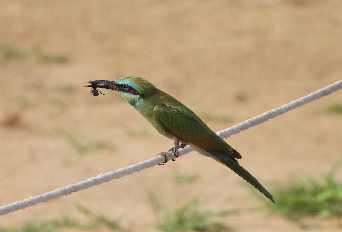 Arabian Green Bee-eater - Xander Vissering