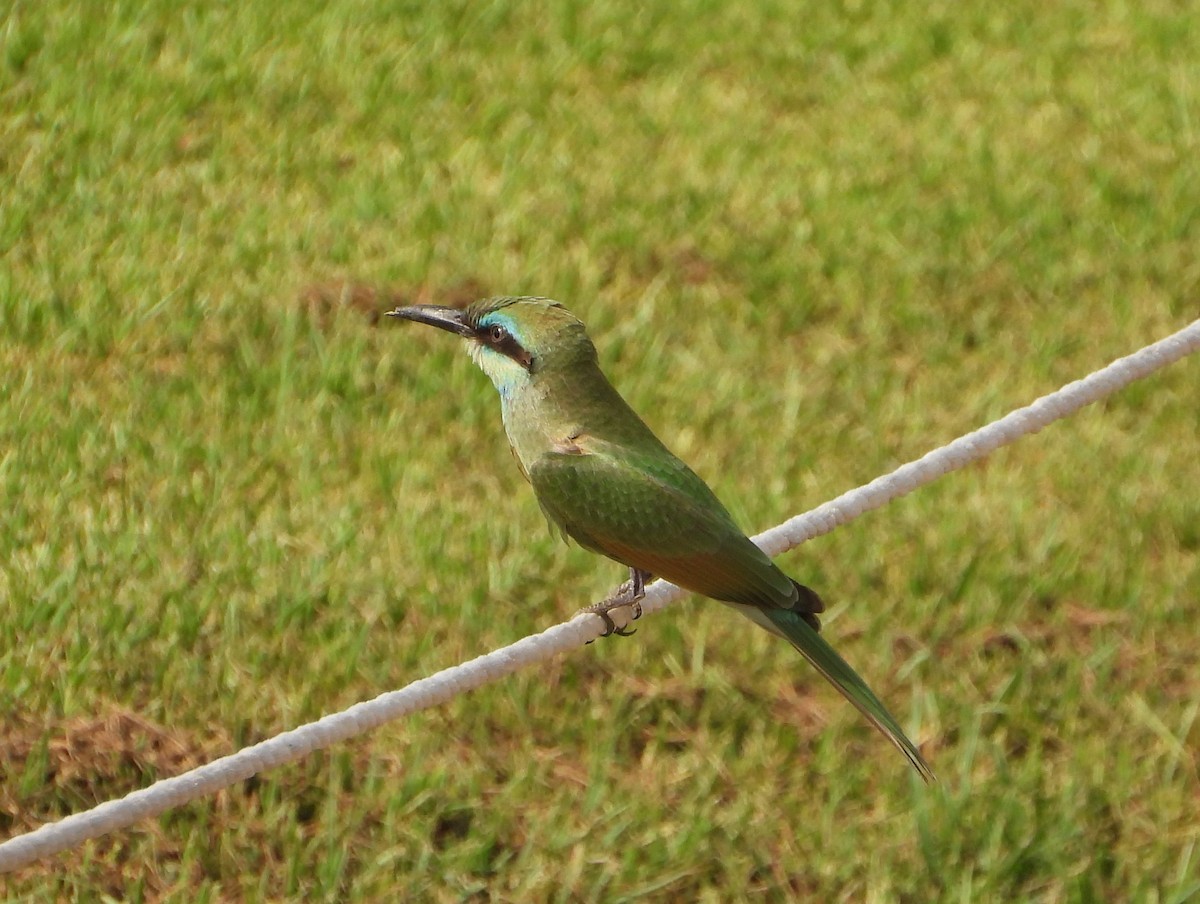 Arabian Green Bee-eater - ML620978975