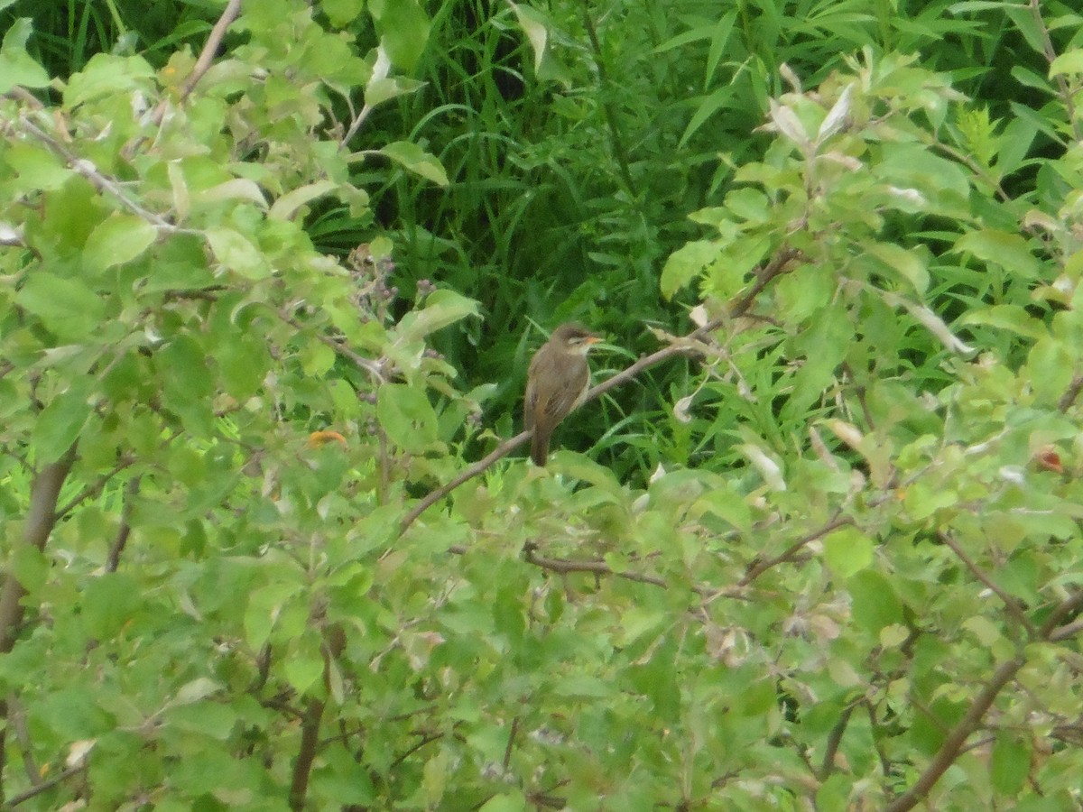 Sedge Warbler - ML620978990