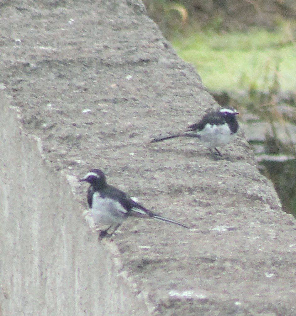 White-browed Wagtail - ML620978998