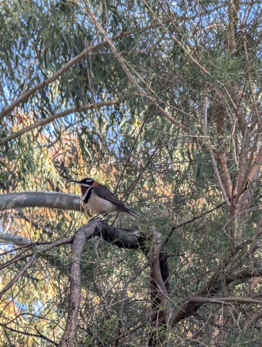 Western Spinebill - ML620979001