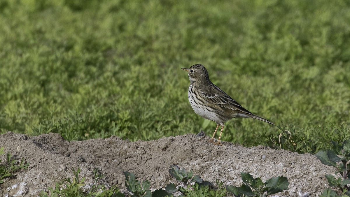 Meadow Pipit - ML620979011