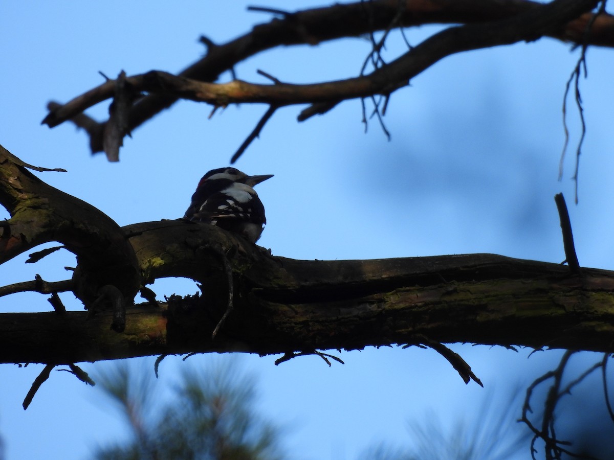 Great Spotted Woodpecker - ML620979035