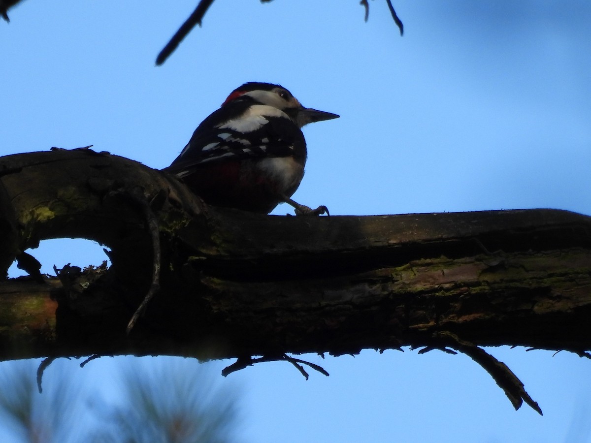 Great Spotted Woodpecker - ML620979036