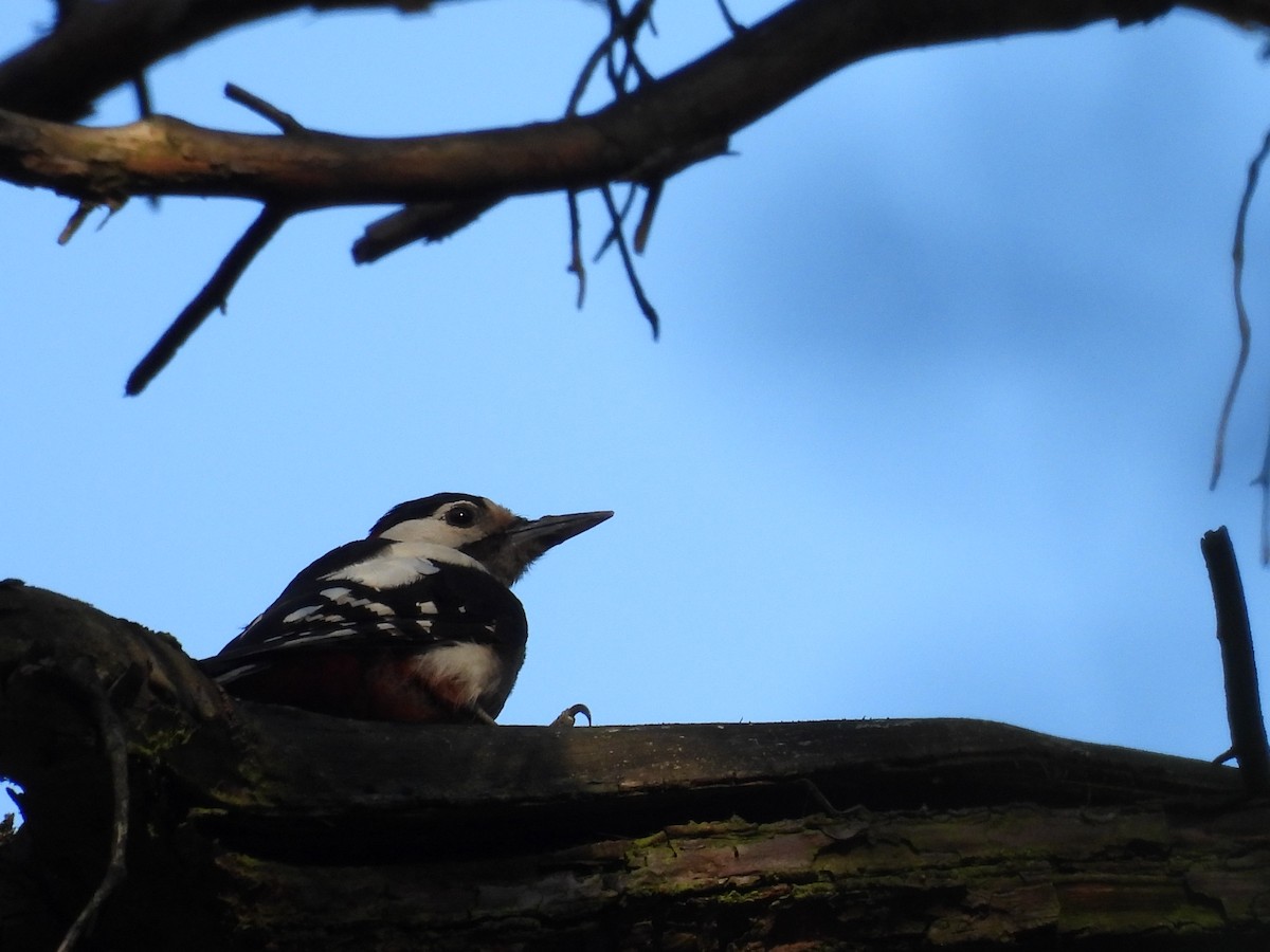 Great Spotted Woodpecker - ML620979037